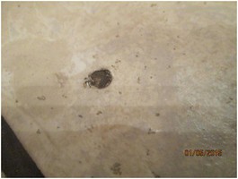 Forensic Floors - Abuse to LVT